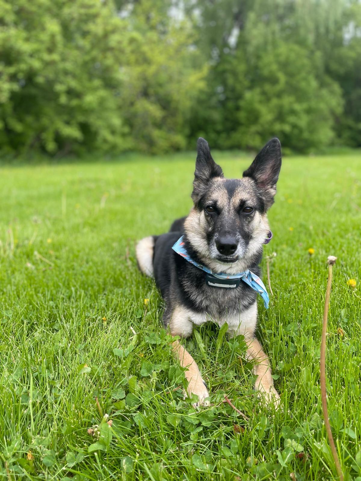 Enlarge Tommy, an adopted mixed breed in North York, ON image 3/6