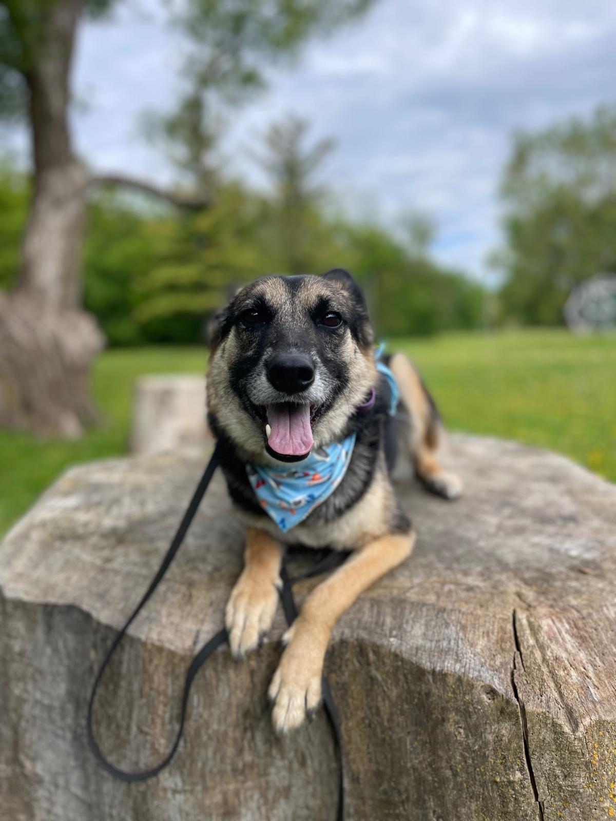 Enlarge Tommy, an adopted mixed breed in North York, ON image 2/6