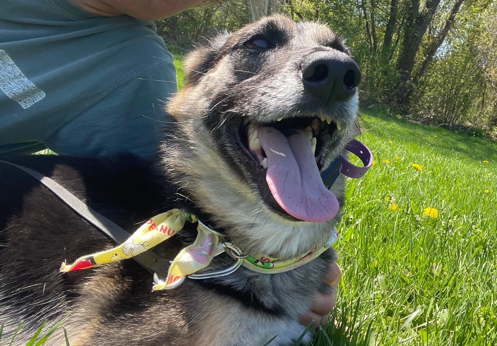 Enlarge Tommy, an adopted mixed breed in North York, ON image 5/6