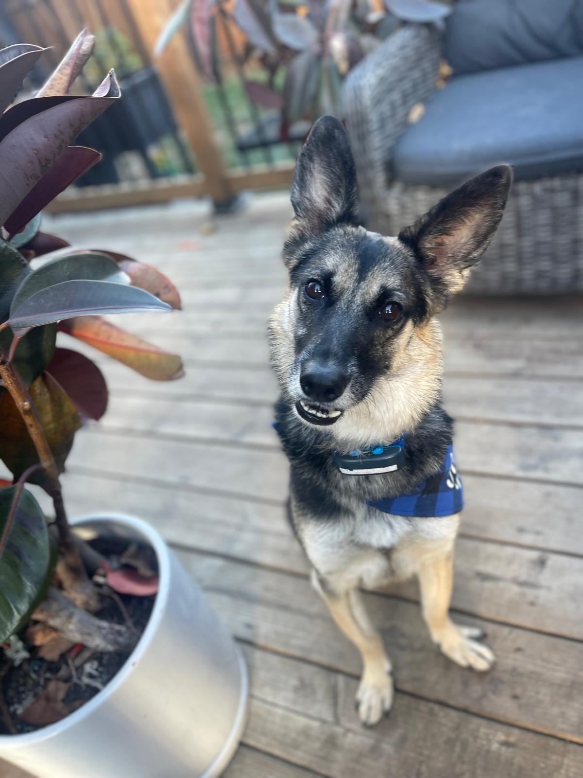 Enlarge Tommy, an adopted mixed breed in North York, ON image 1/6