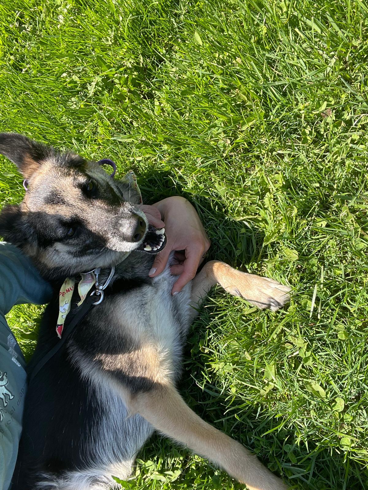 Enlarge Tommy, an adopted mixed breed in North York, ON image 4/6