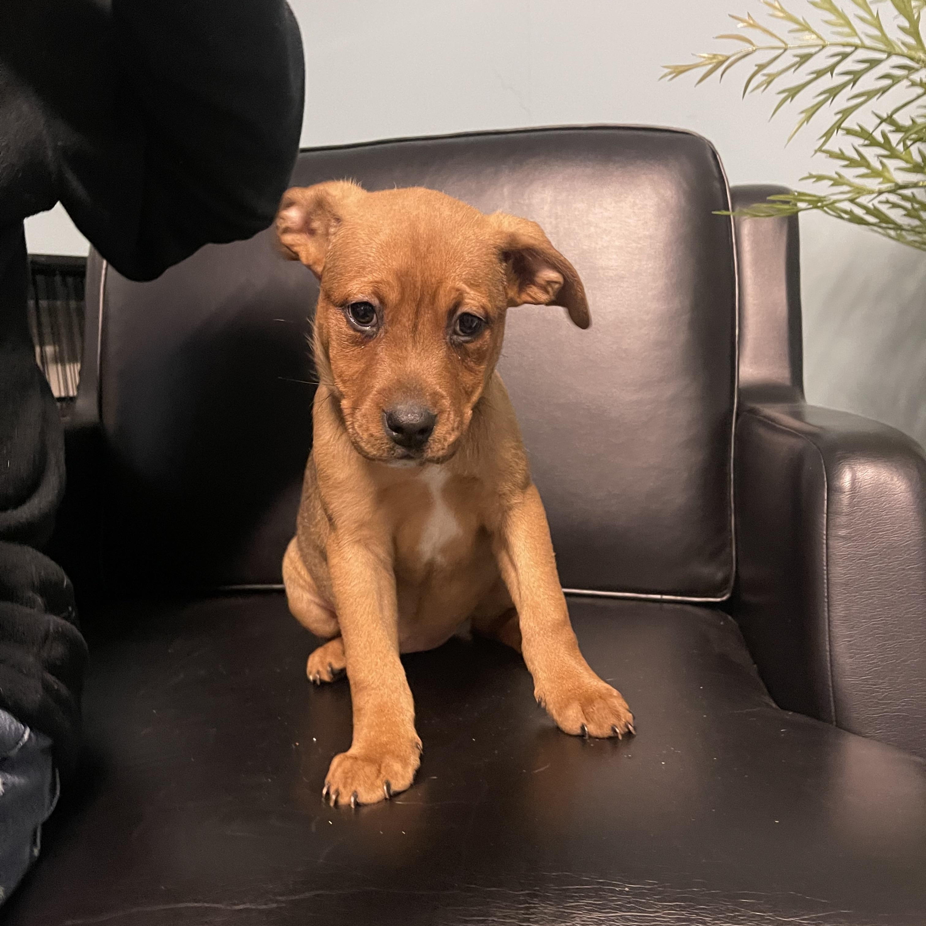 Aphmau , adopted, Puppy Female Boxer & Pit Bull Terrier.