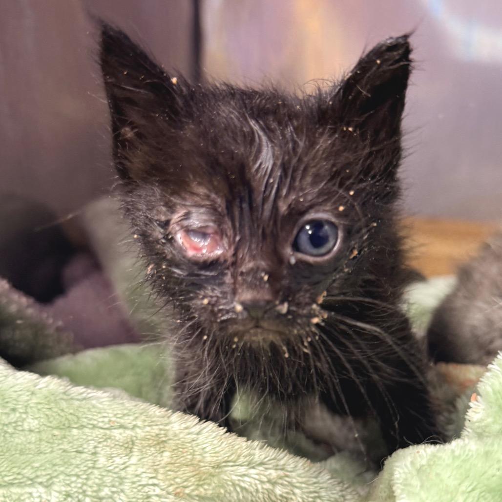 Enlarge Trouble, a Adoptable Domestic Short Hair in Redwood Valley, CA image 2/6