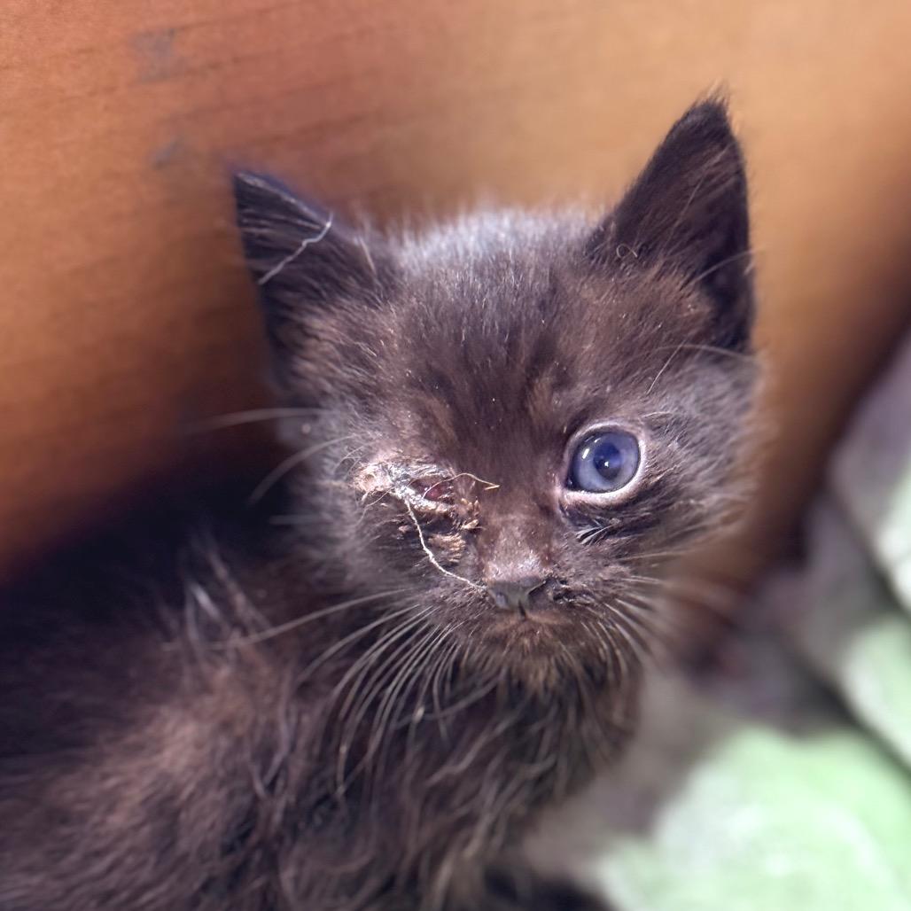 Enlarge Trouble, a Adoptable Domestic Short Hair in Redwood Valley, CA image 3/6