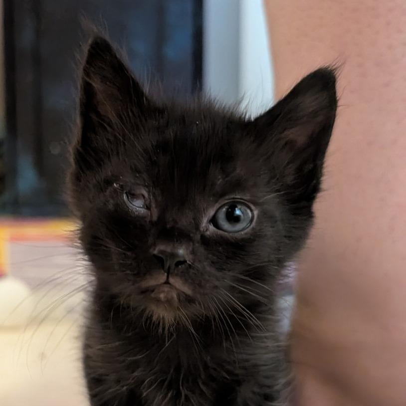 Enlarge Trouble, a Adoptable Domestic Short Hair in Redwood Valley, CA image 5/6