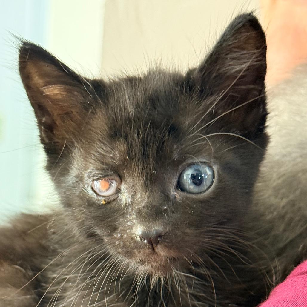 Enlarge Trouble, a Adoptable Domestic Short Hair in Redwood Valley, CA image 6/6