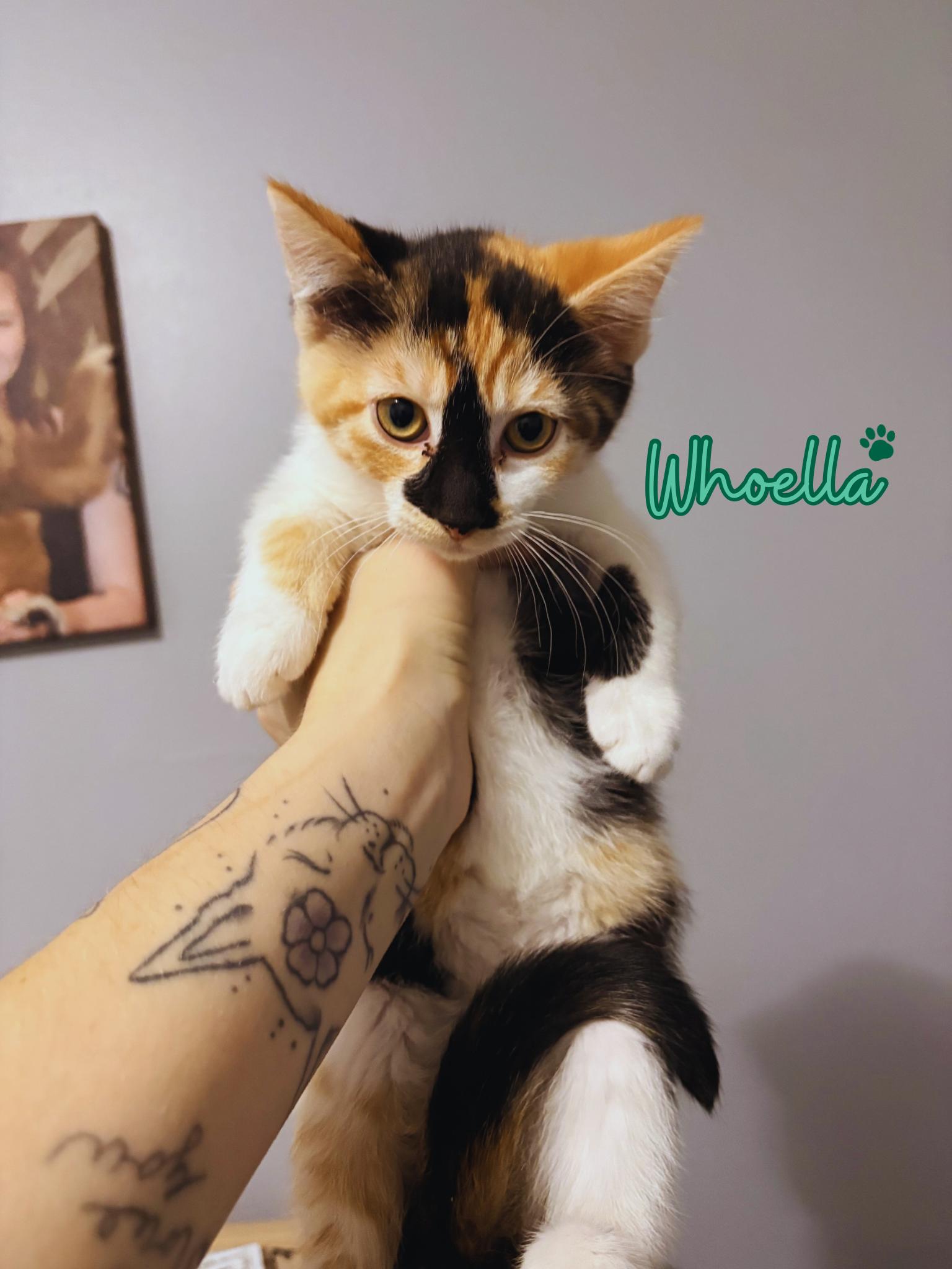 Enlarge Whoella , an adopted Domestic Short Hair in Austintown, OH image 1/1