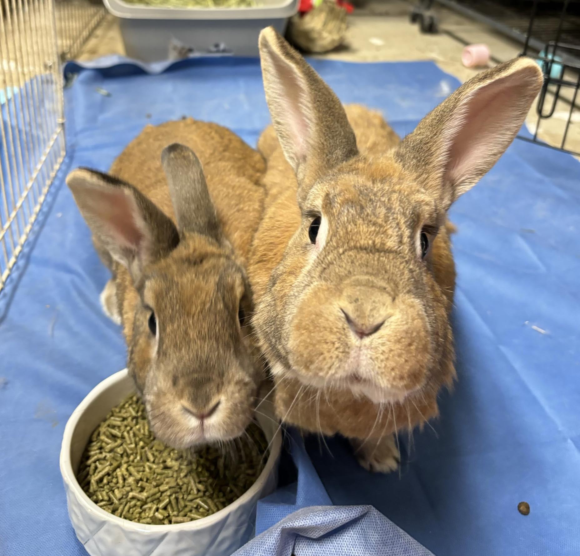 Eren & Juvia, Adoptable, Senior Female New Zealand.