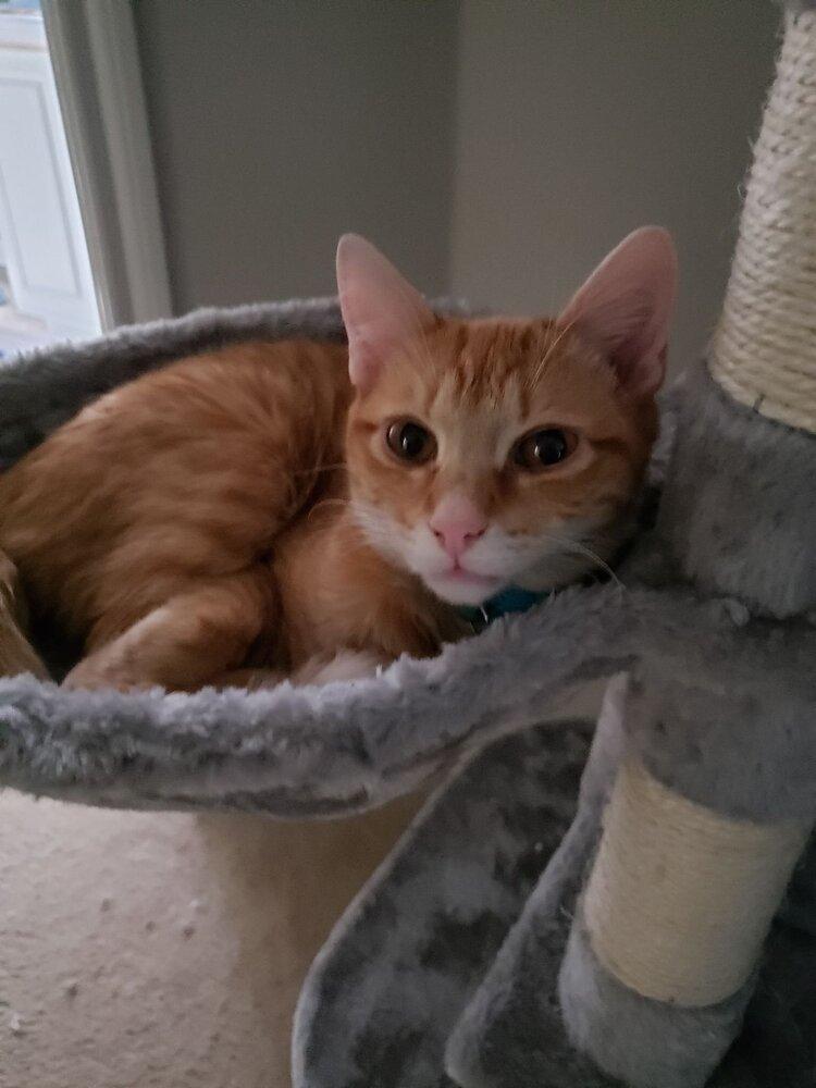 Bo, Adopted, Kitten Male Domestic Short Hair.