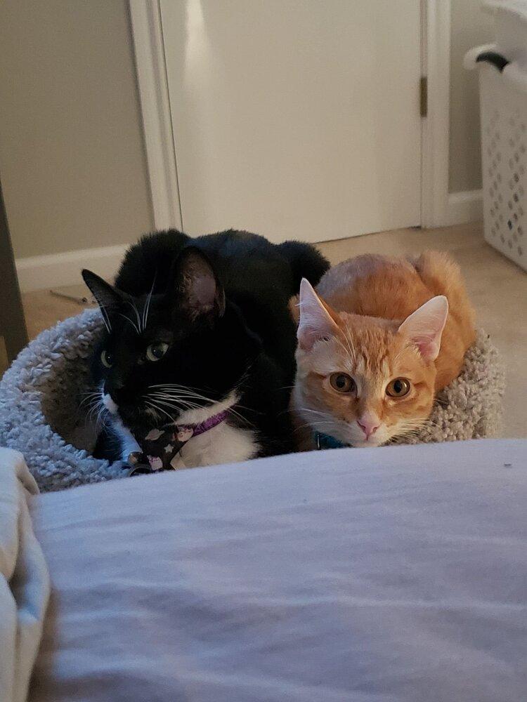 Bo, a Adopted mixed breed in Austin, TX image 2/2