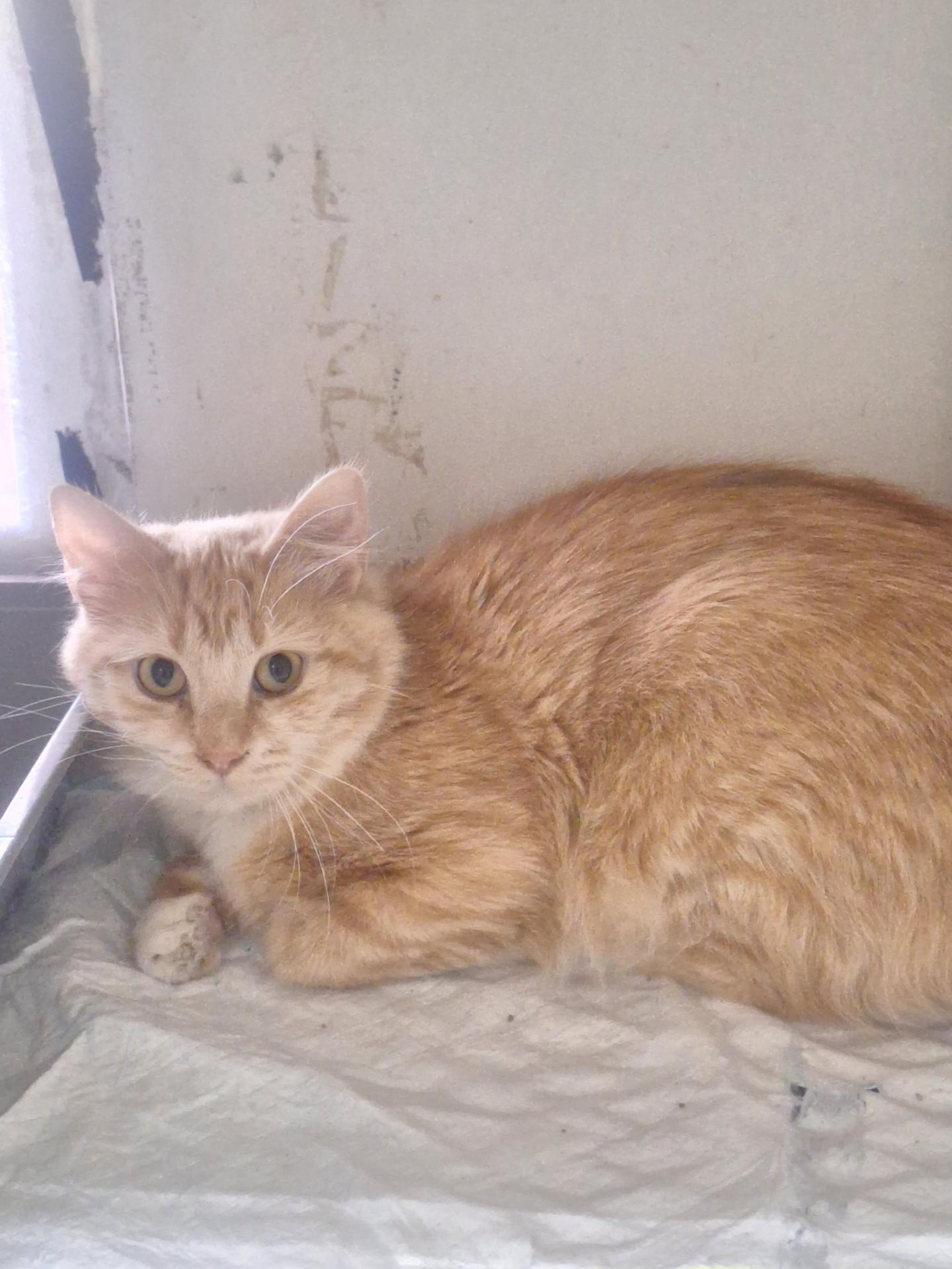 Enlarge Pebbles, a Adoptable mixed breed in Chappell, NE image 1/1