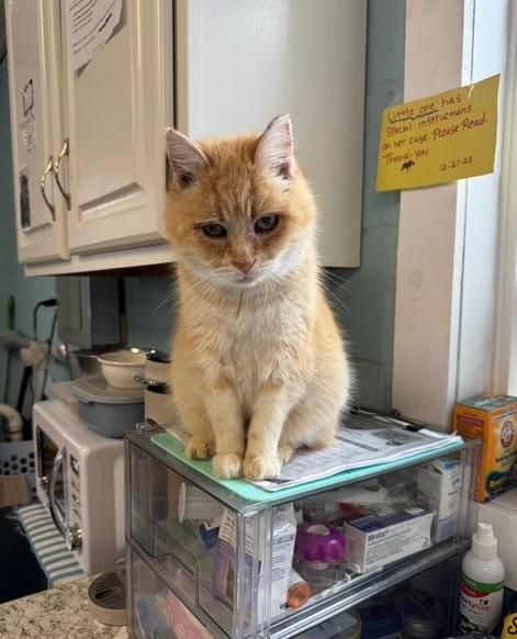 Enlarge Snookums, an adopted Domestic Short Hair in Warren, OH image 4/4