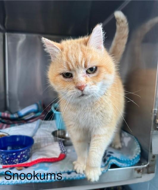 Enlarge Snookums, an adopted Domestic Short Hair in Warren, OH image 1/4