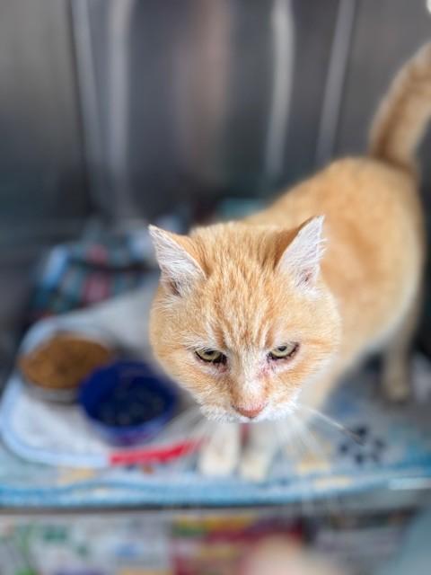 Enlarge Snookums, an adopted Domestic Short Hair in Warren, OH image 3/4