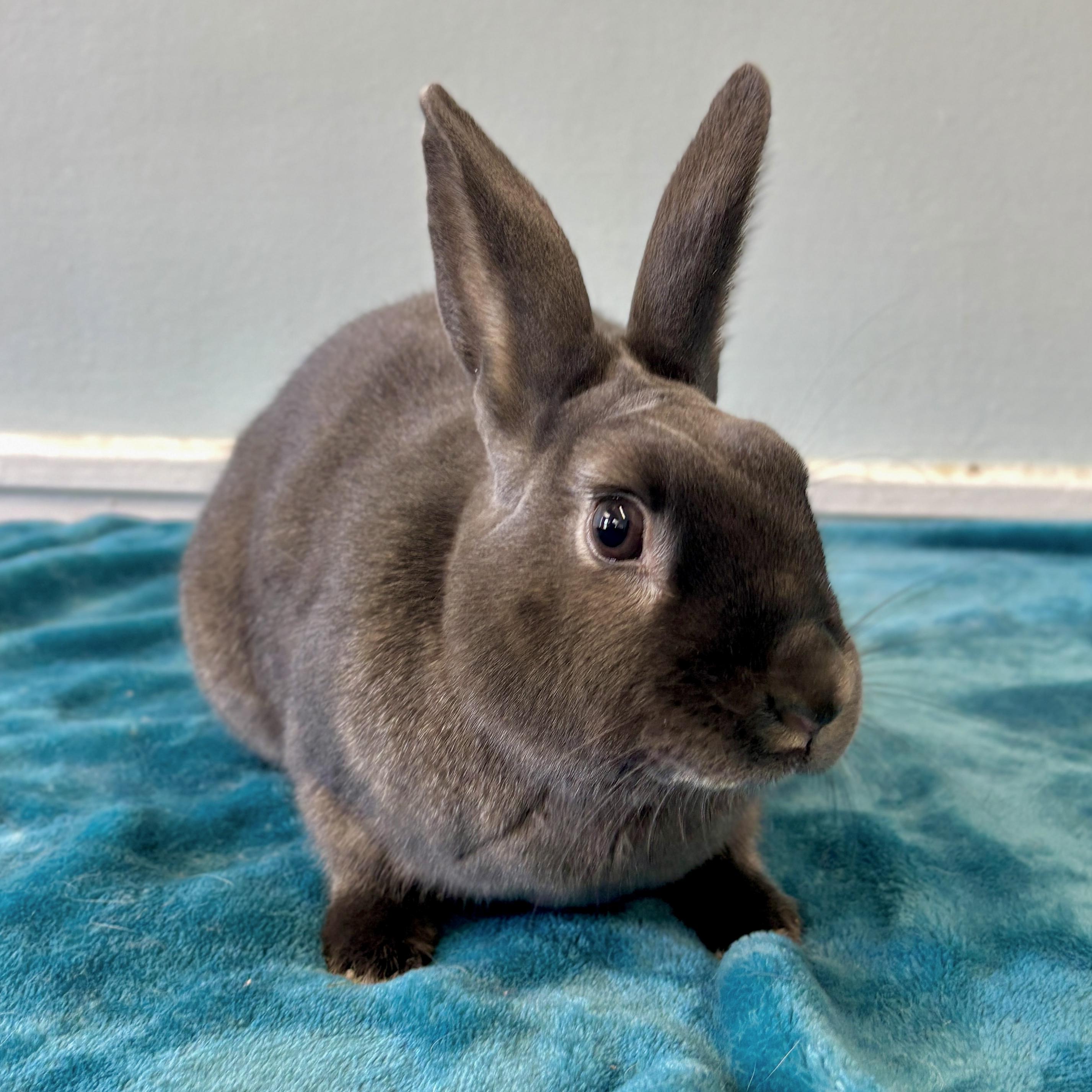 Valentino, adoptable, Adult Male Satin.