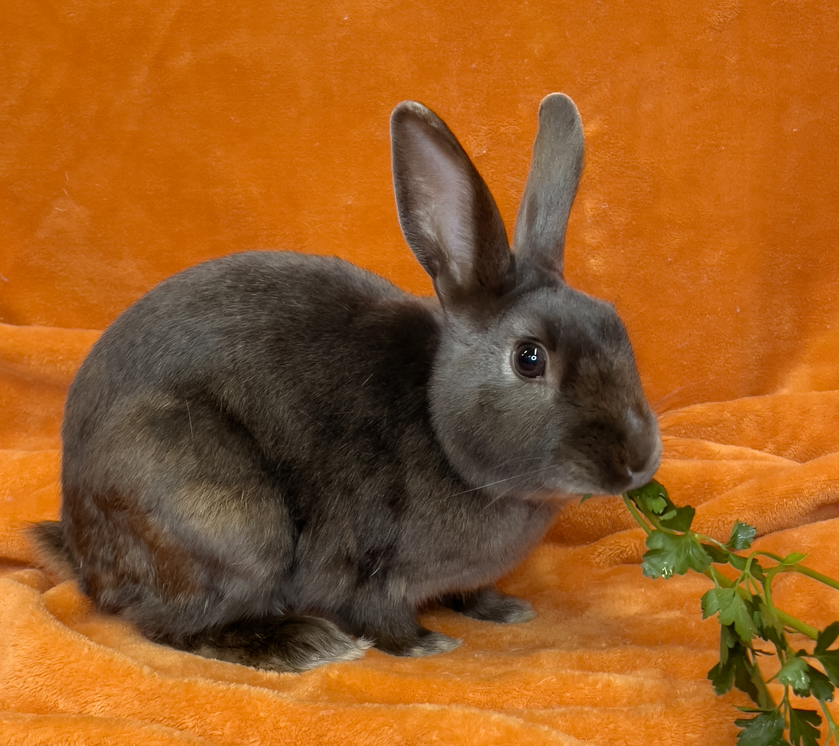 Enlarge Valentino, an adoptable Satin in Chicago, IL image 2/4