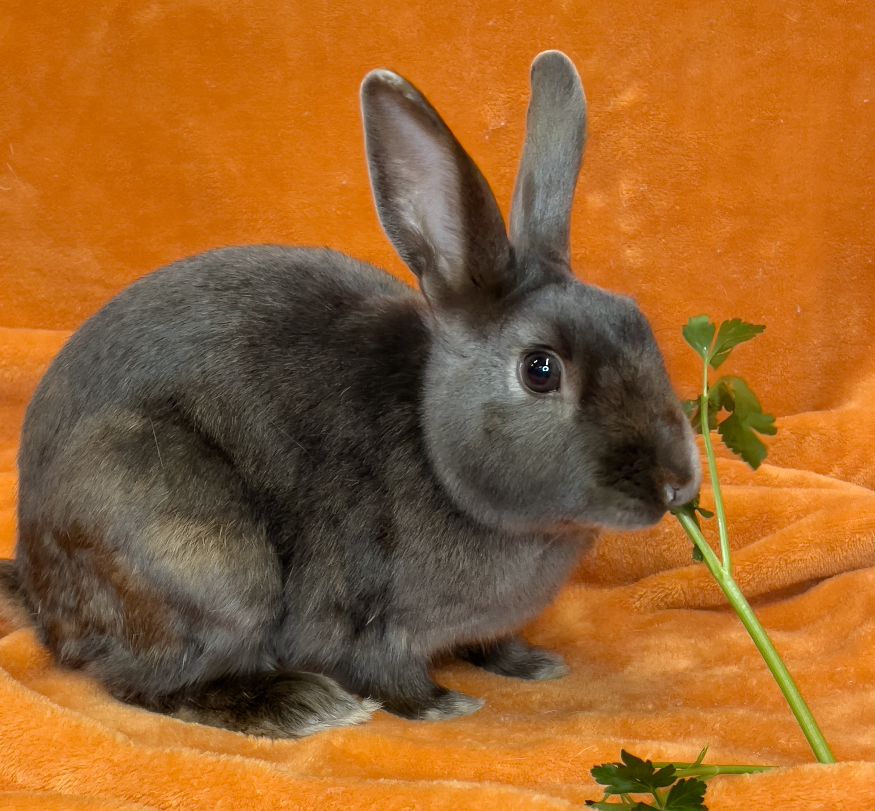 Enlarge Valentino, an adoptable Satin in Chicago, IL image 3/4