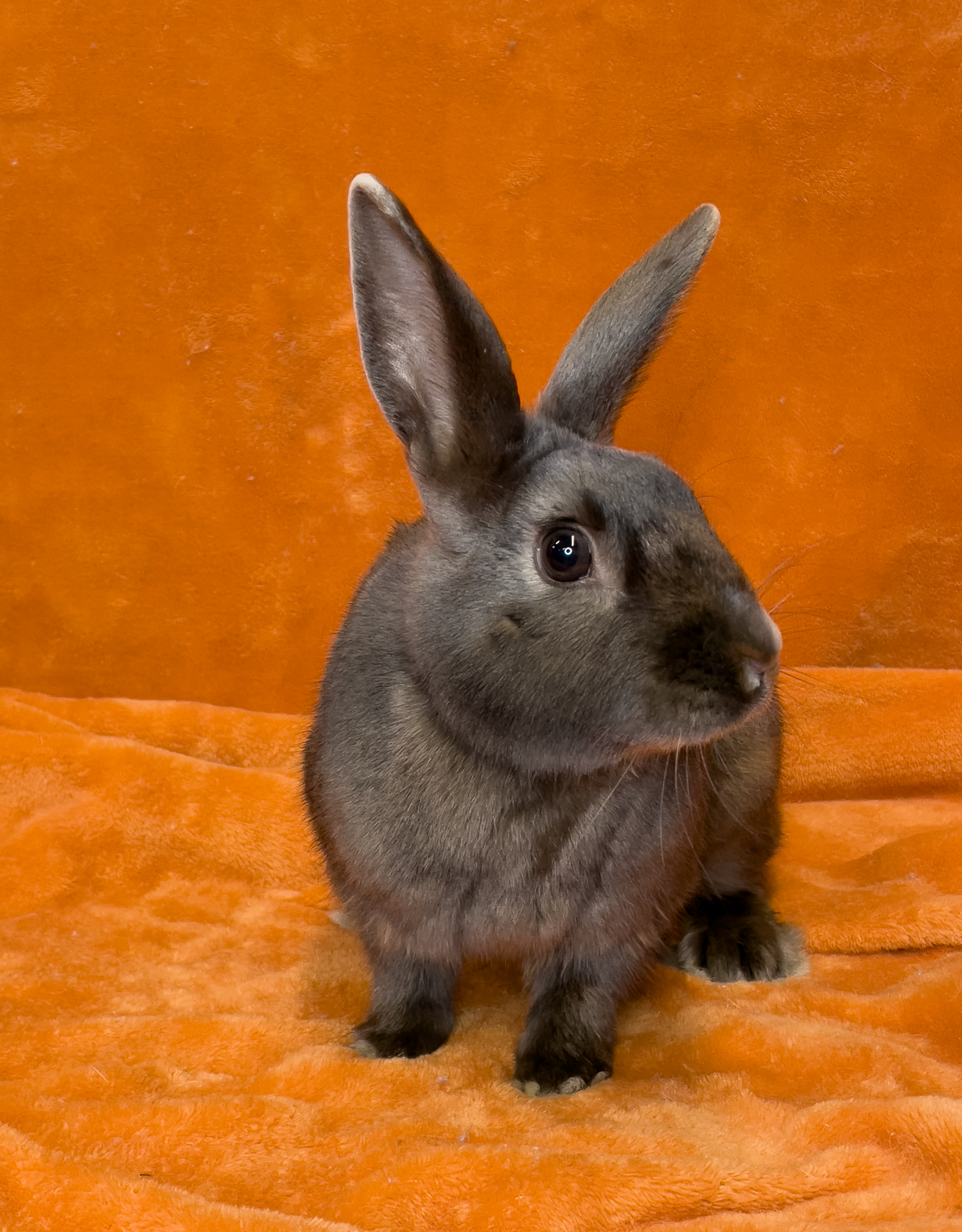 Enlarge Valentino, an adoptable Satin in Chicago, IL image 4/4