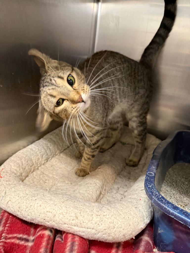 Enlarge Dewey, a Adoptable mixed breed in Virginia, MN image 1/1