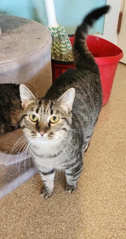 Stripey, ADOPTABLE, Adult Male Domestic Short Hair & Tabby.