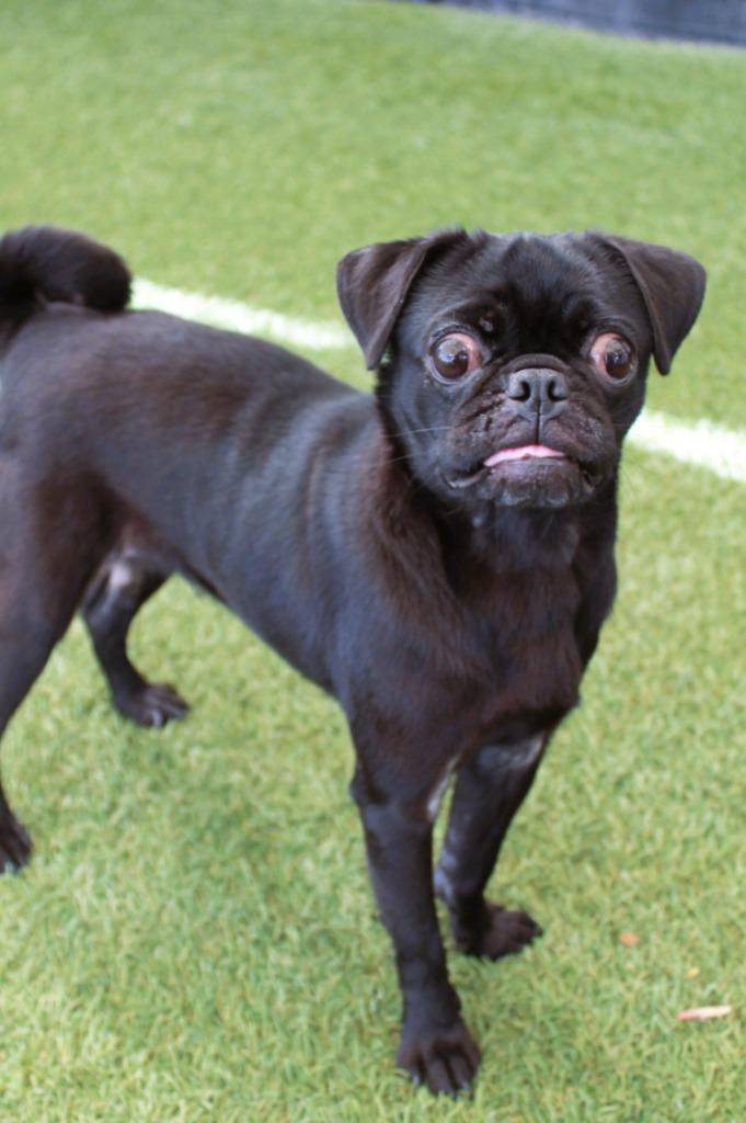 Shimmer, a Adoptable Pug in Gardena, CA image 1/6