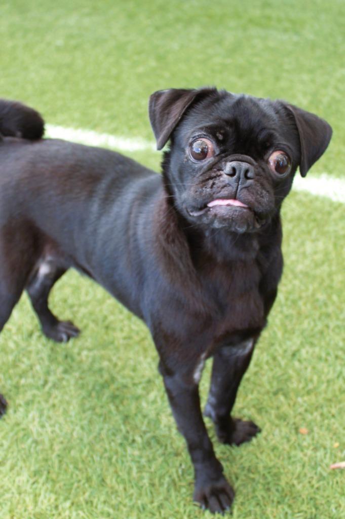 Shimmer, a Adoptable Pug in Gardena, CA image 2/6