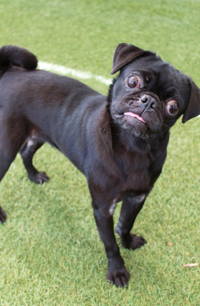 Shimmer, a Adoptable Pug in Gardena, CA image 3/6