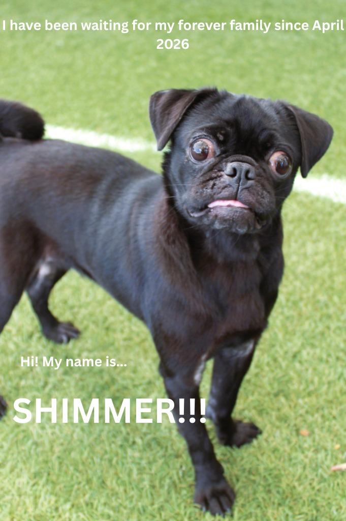 Shimmer, a Adoptable Pug in Gardena, CA image 4/6