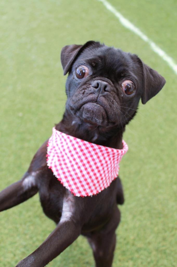 Shimmer, a Adoptable Pug in Gardena, CA image 5/6