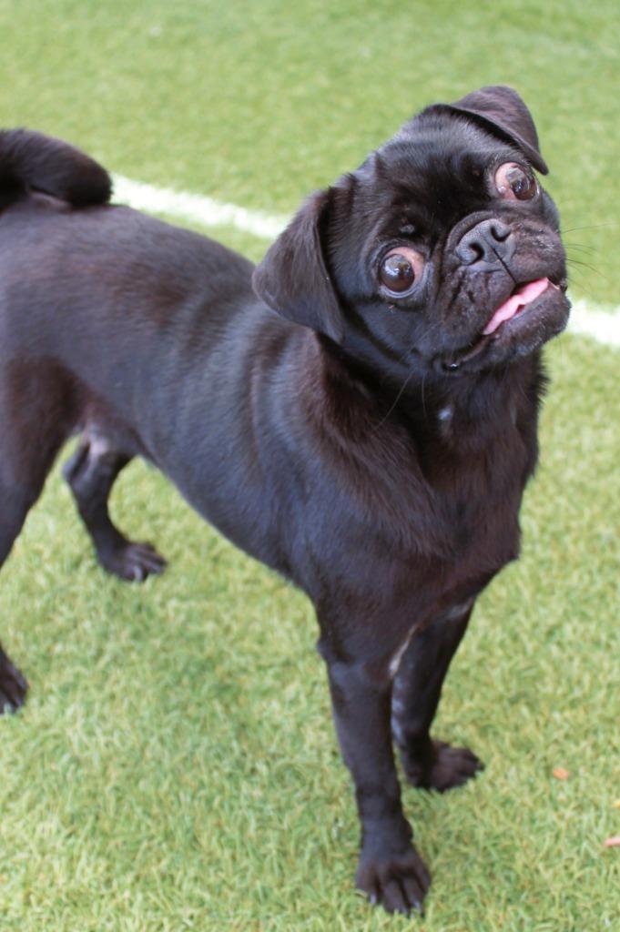 Shimmer, a Adoptable Pug in Gardena, CA image 6/6