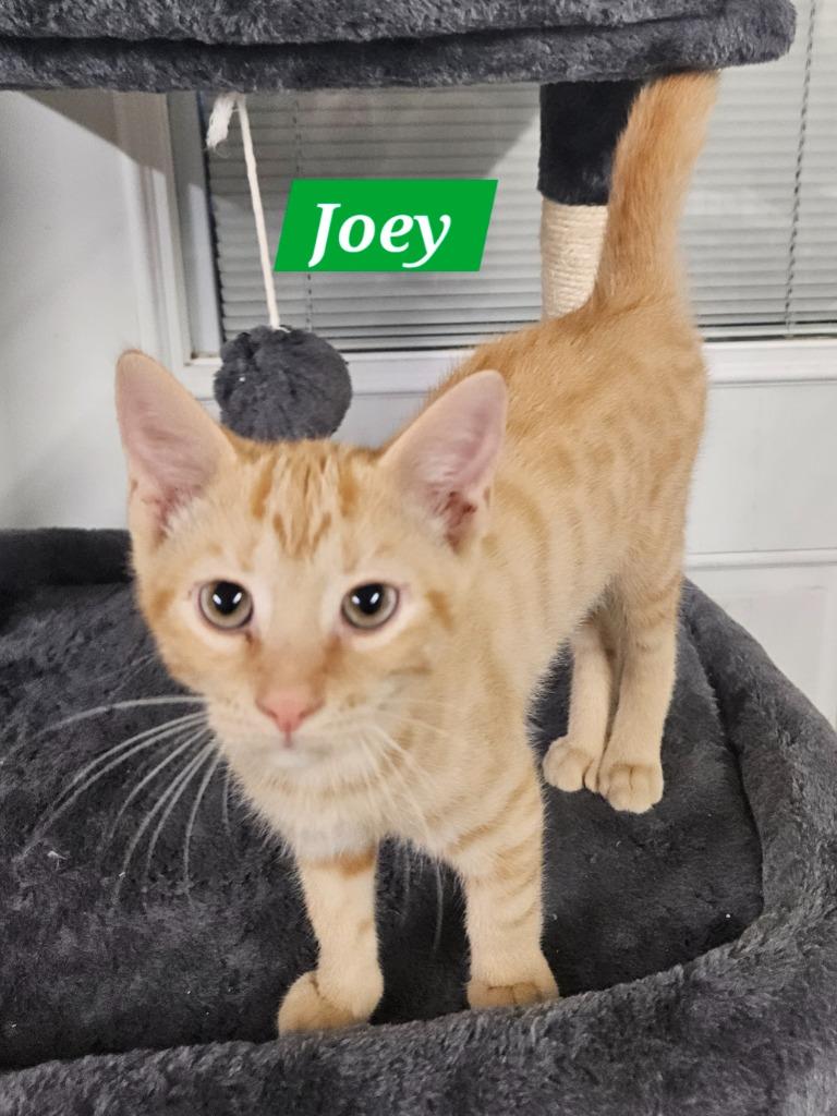 Joey, Adoptable, Kitten Male Domestic Short Hair.
