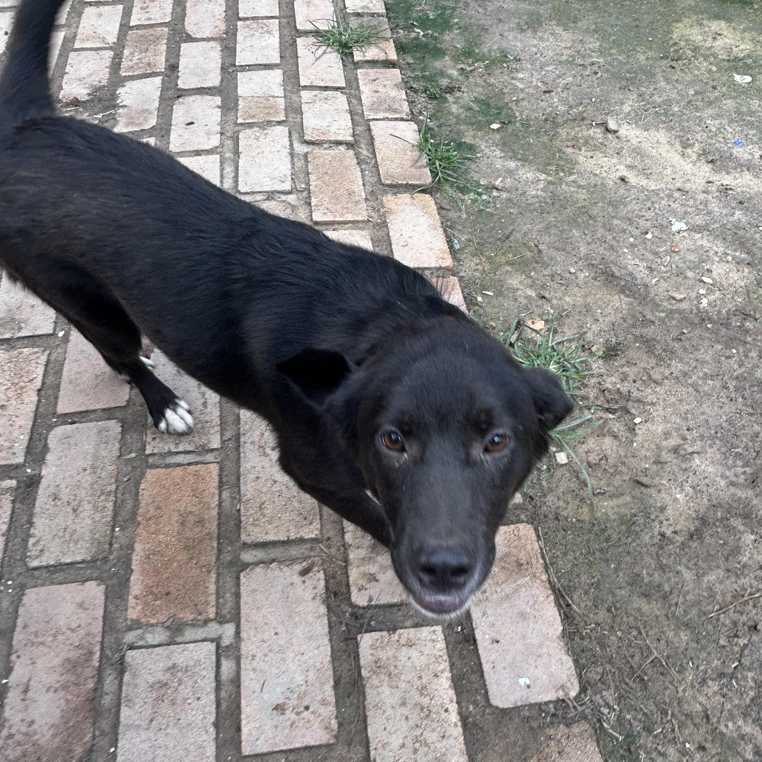 Enlarge Lola, an adoptable Black Labrador Retriever in Pine Bluff, AR image 1/4