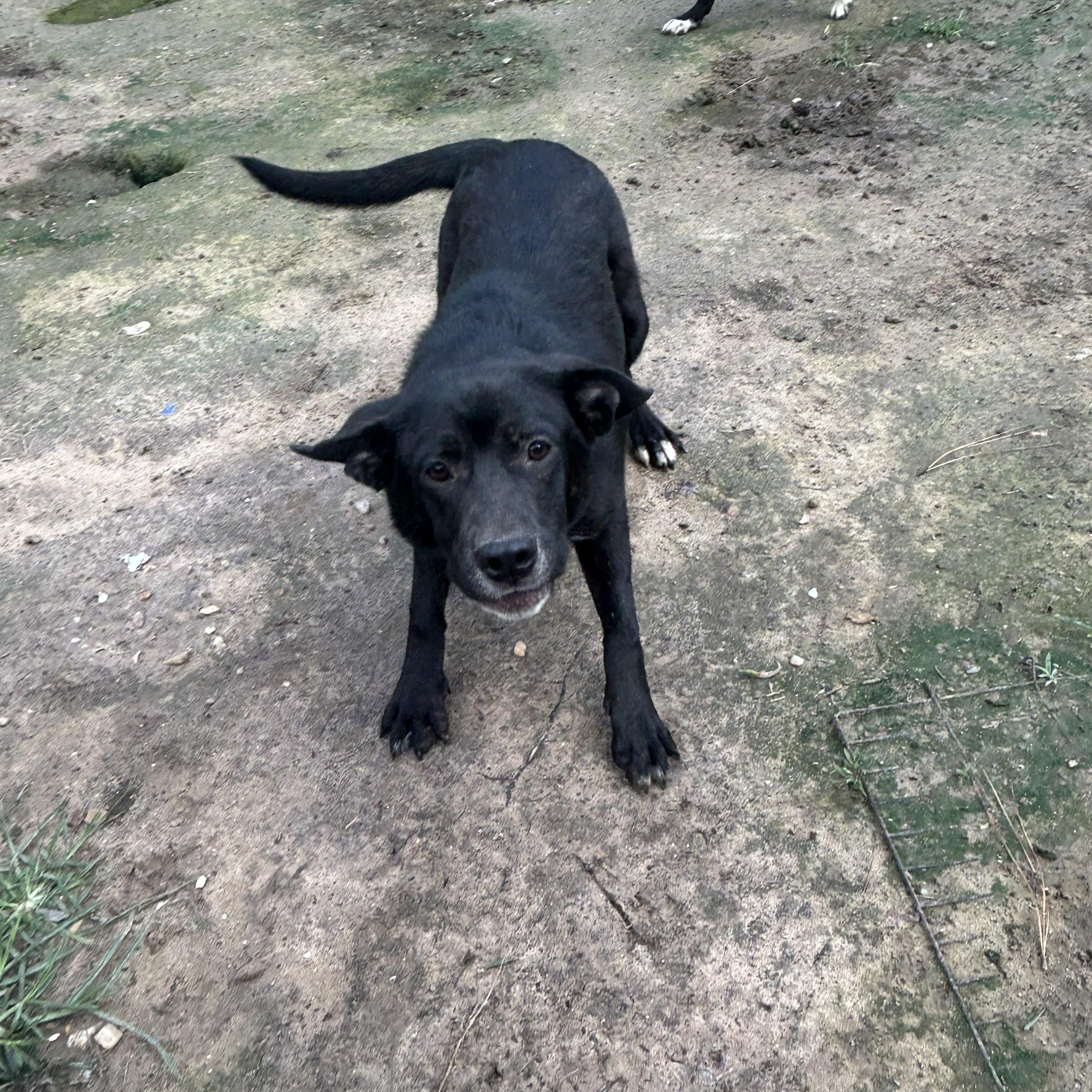 Enlarge Lola, an adoptable Black Labrador Retriever in Pine Bluff, AR image 3/4