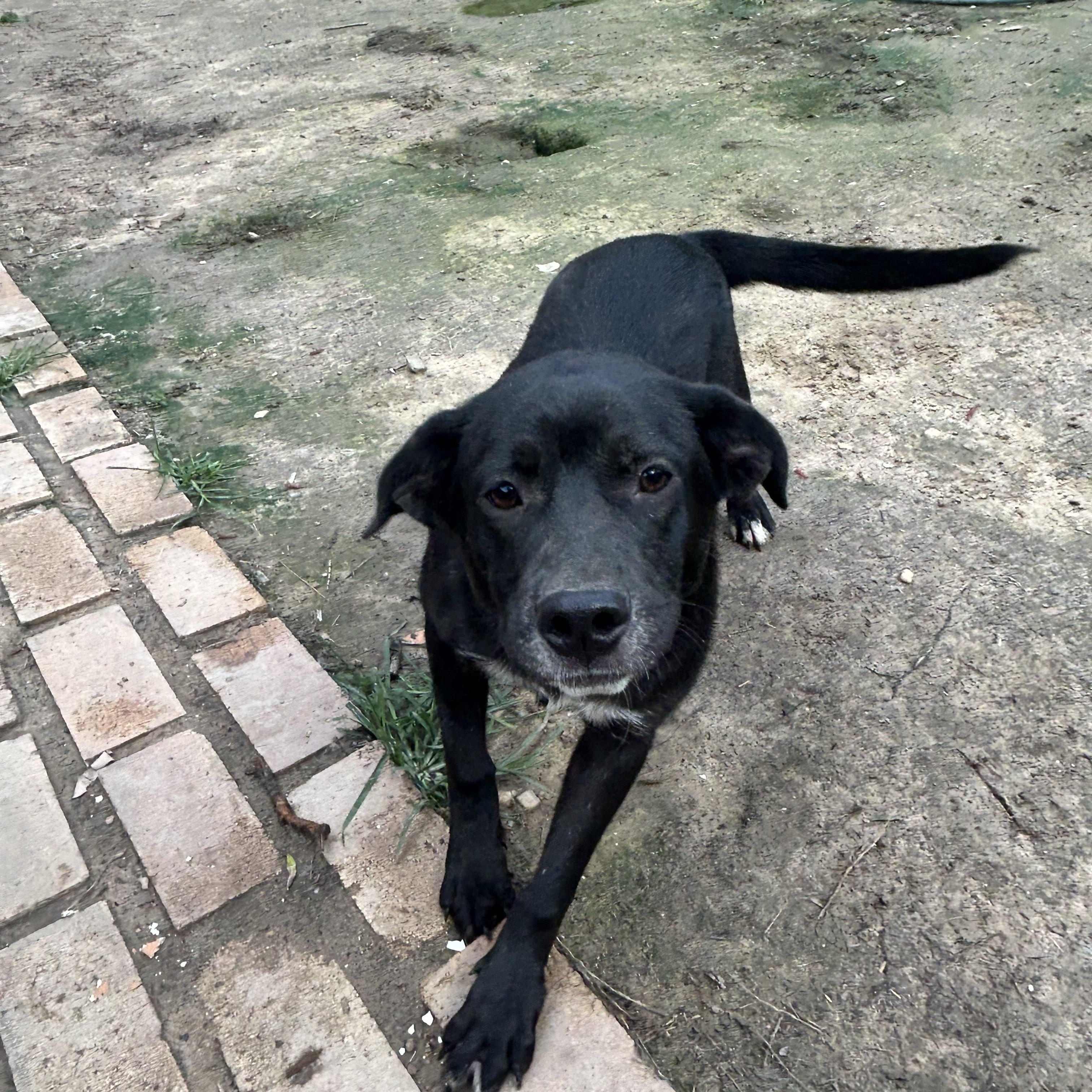 Enlarge Lola, an adoptable Black Labrador Retriever in Pine Bluff, AR image 4/4