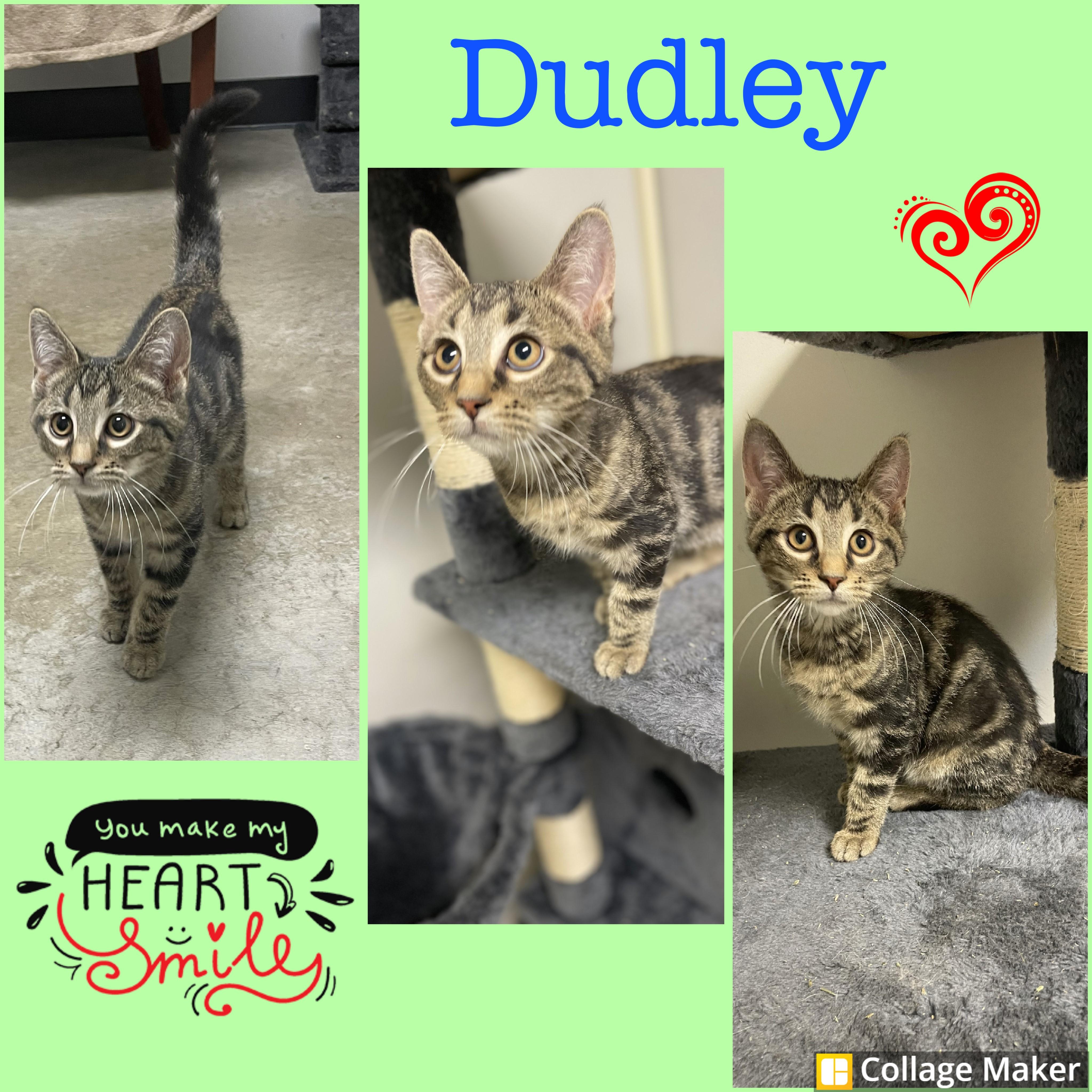 Dudley, Adoptable, Young Male Domestic Short Hair.