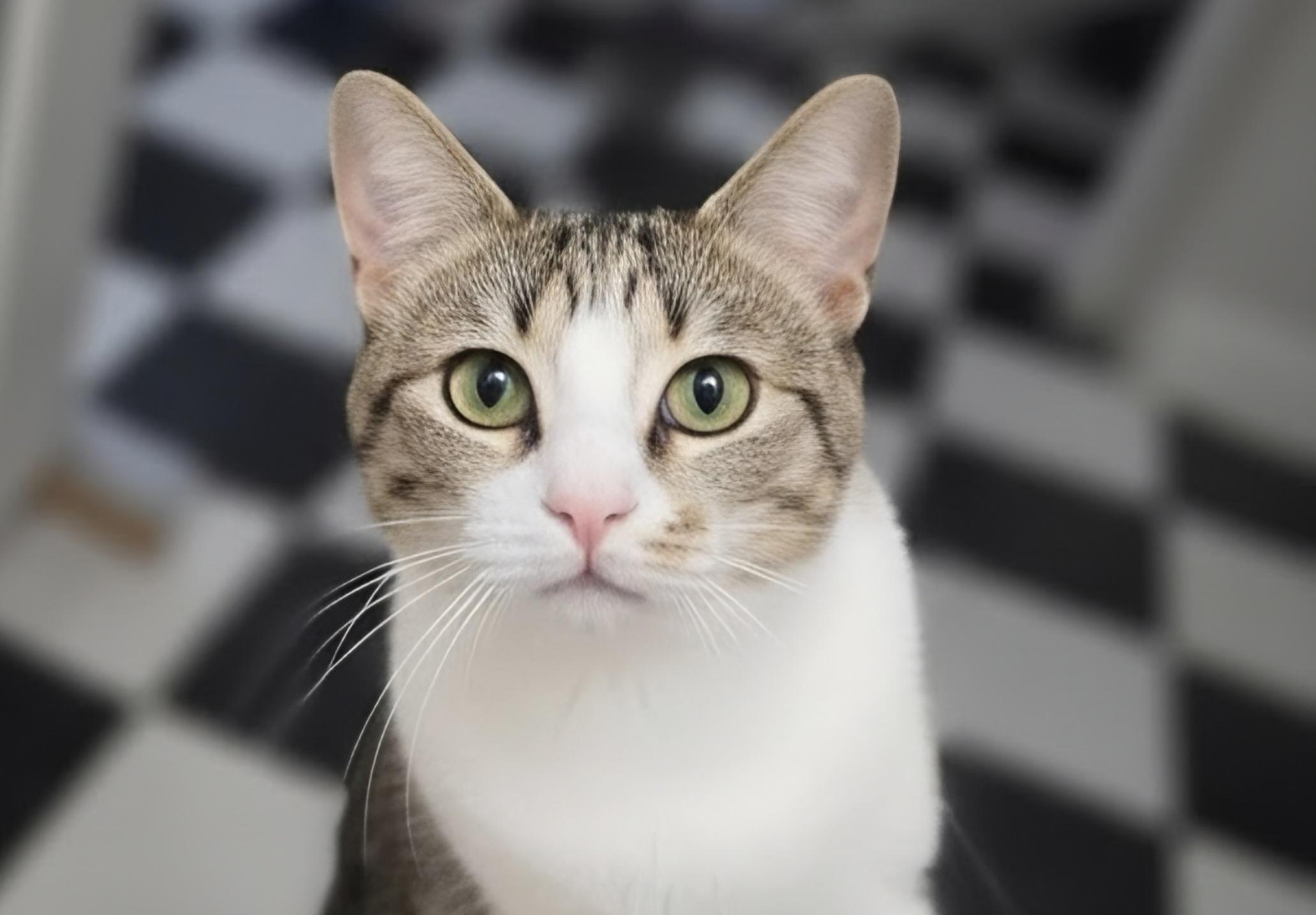 Grace, a ADOPTABLE Domestic Short Hair in Pocatello, ID image 4/5