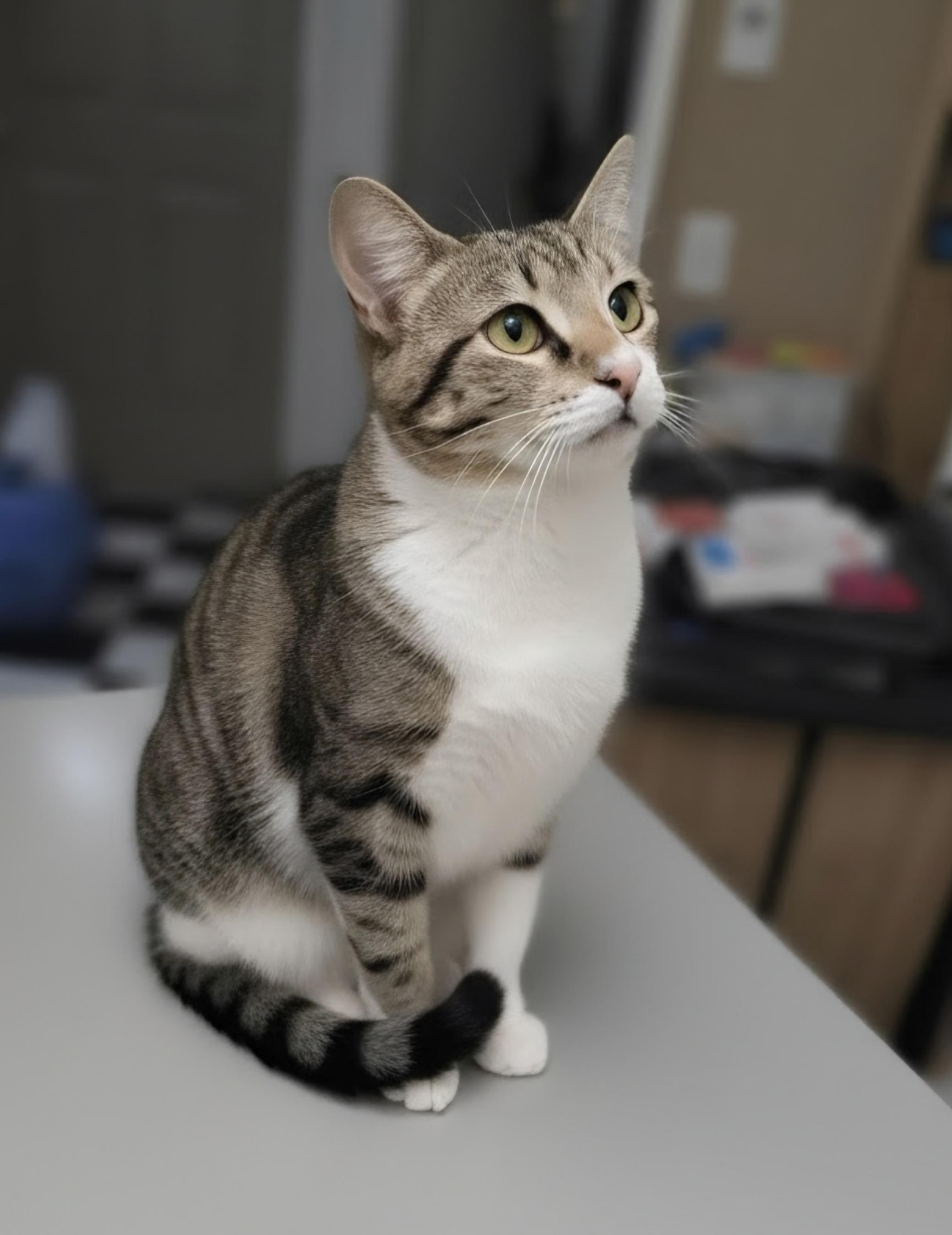 Grace, a ADOPTABLE Domestic Short Hair in Pocatello, ID image 2/5