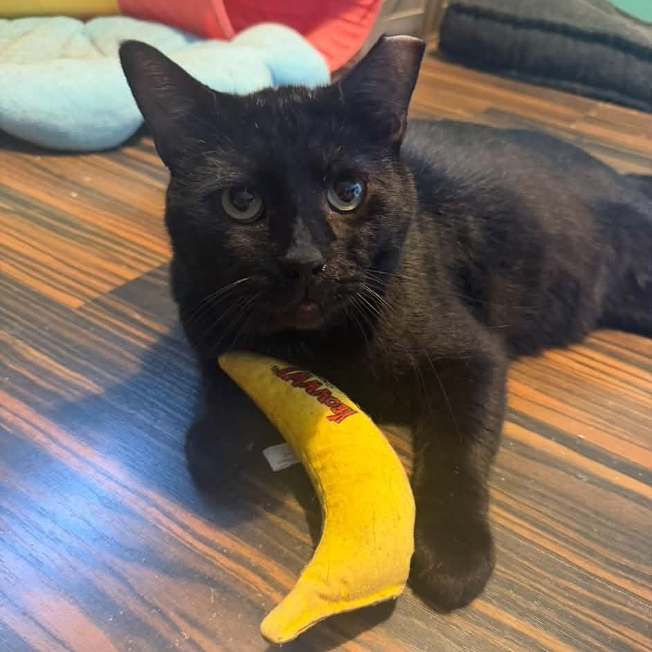 Enlarge Bear Bear, a Adoptable Domestic Short Hair in Hattiesburg, MS image 1/1