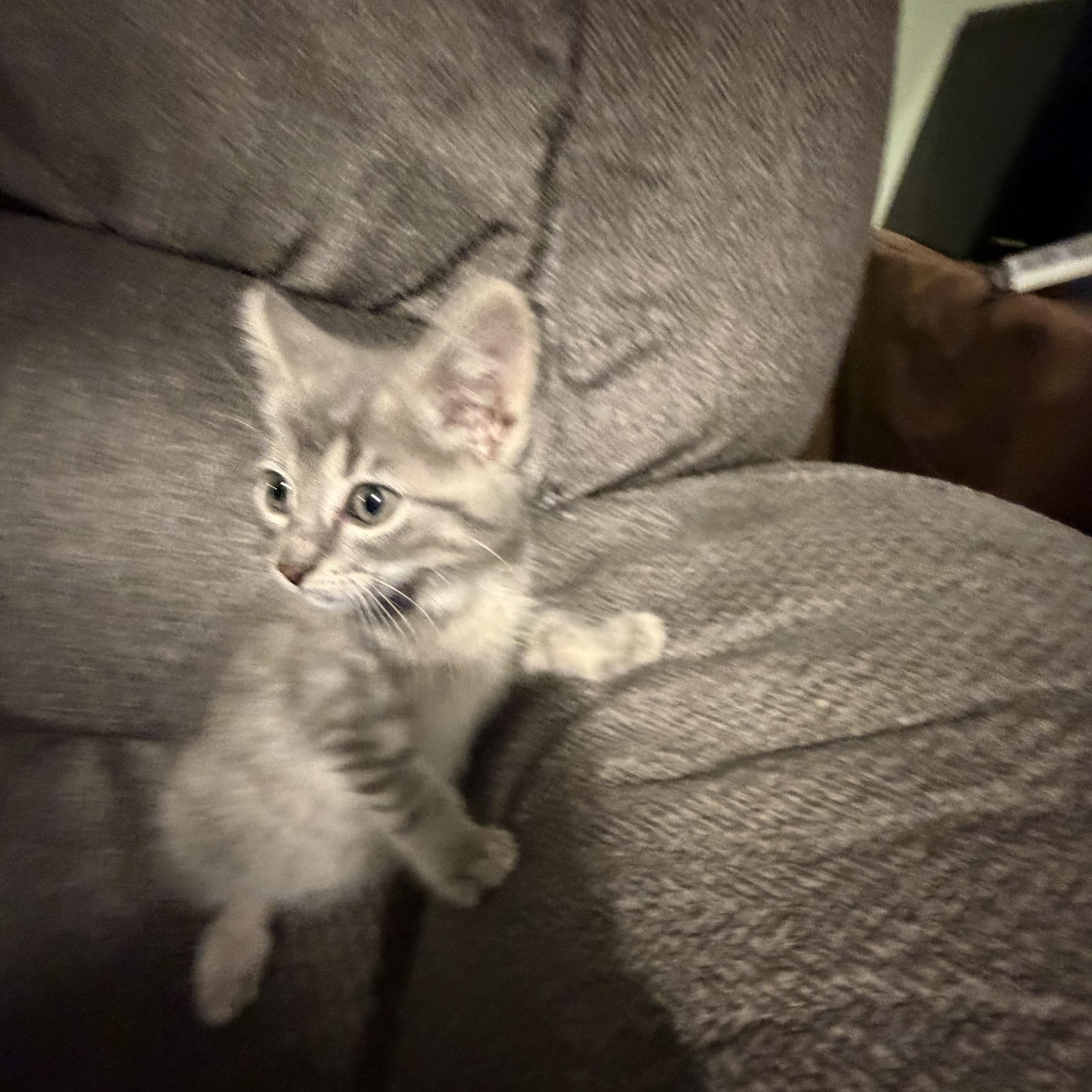 Enlarge Bailer, an adopted Domestic Short Hair in Madison, WI image 2/3