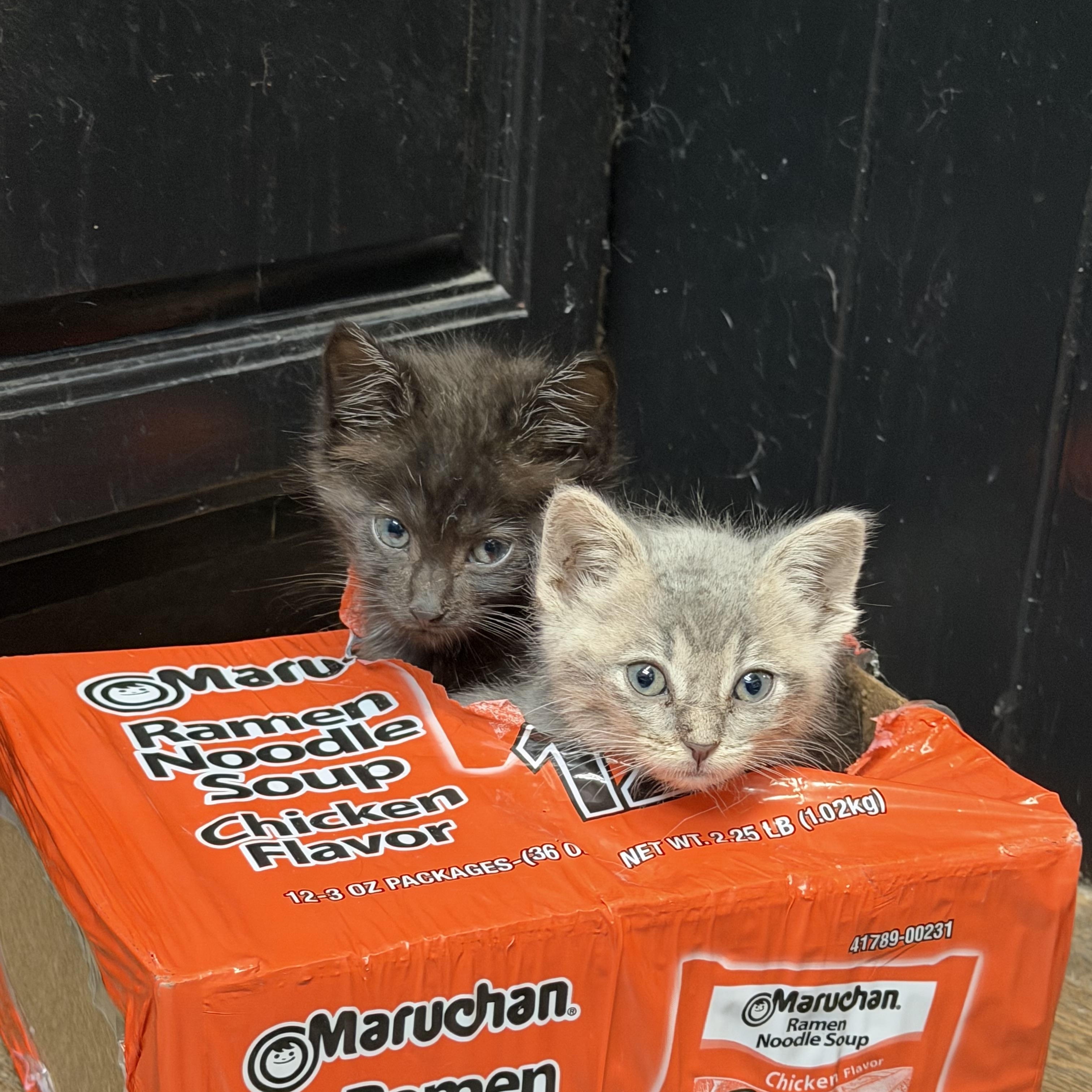 Enlarge Bailer, an adopted Domestic Short Hair in Madison, WI image 1/3