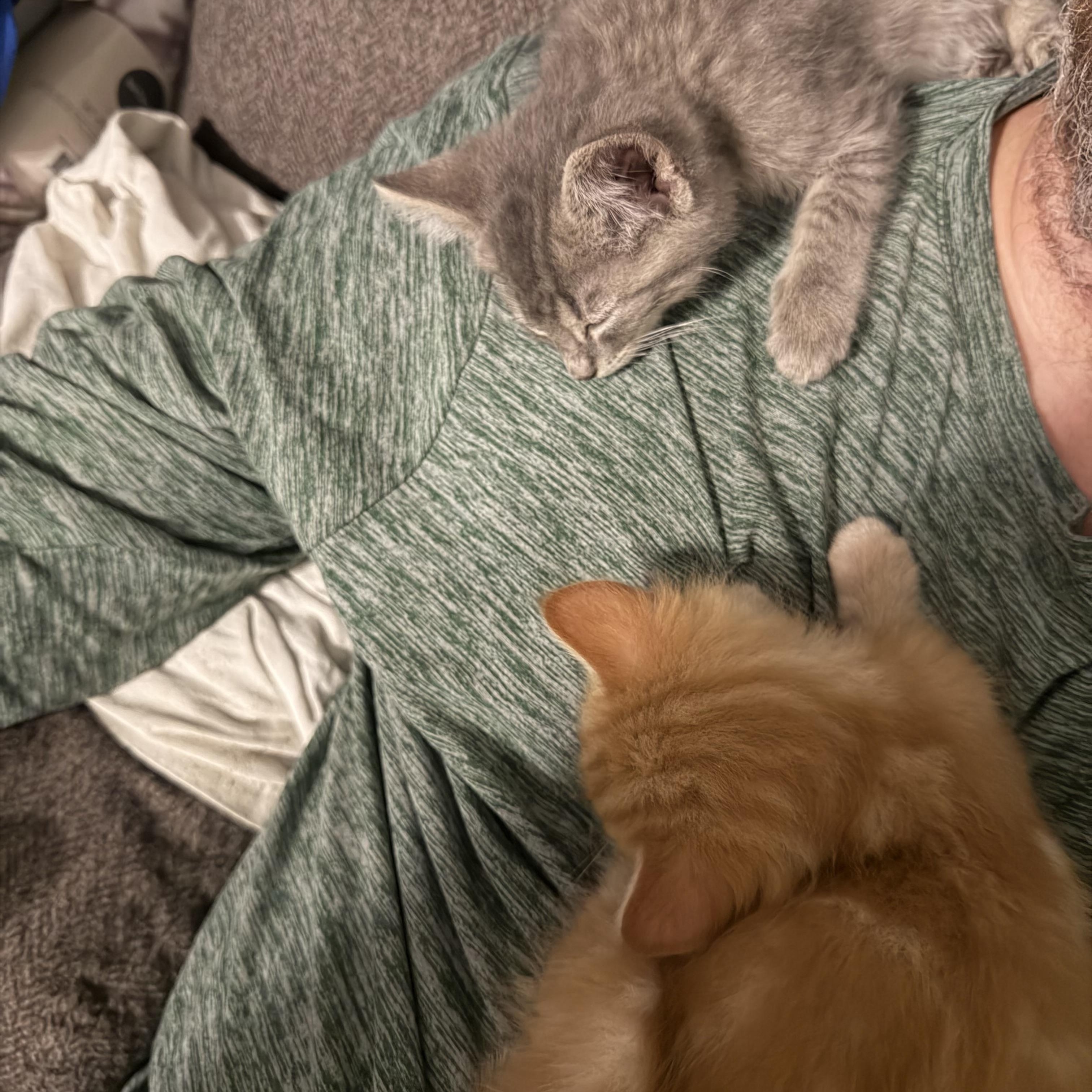 Enlarge Bailer, an adopted Domestic Short Hair in Madison, WI image 3/3