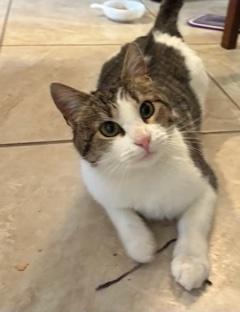 Zelma, Adoptable, Young Female Domestic Short Hair.