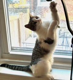 Enlarge Zelma, a Adoptable Domestic Short Hair in Philadelphia, PA image 2/3