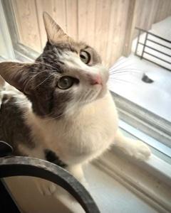 Enlarge Zelma, a Adoptable Domestic Short Hair in Philadelphia, PA image 3/3