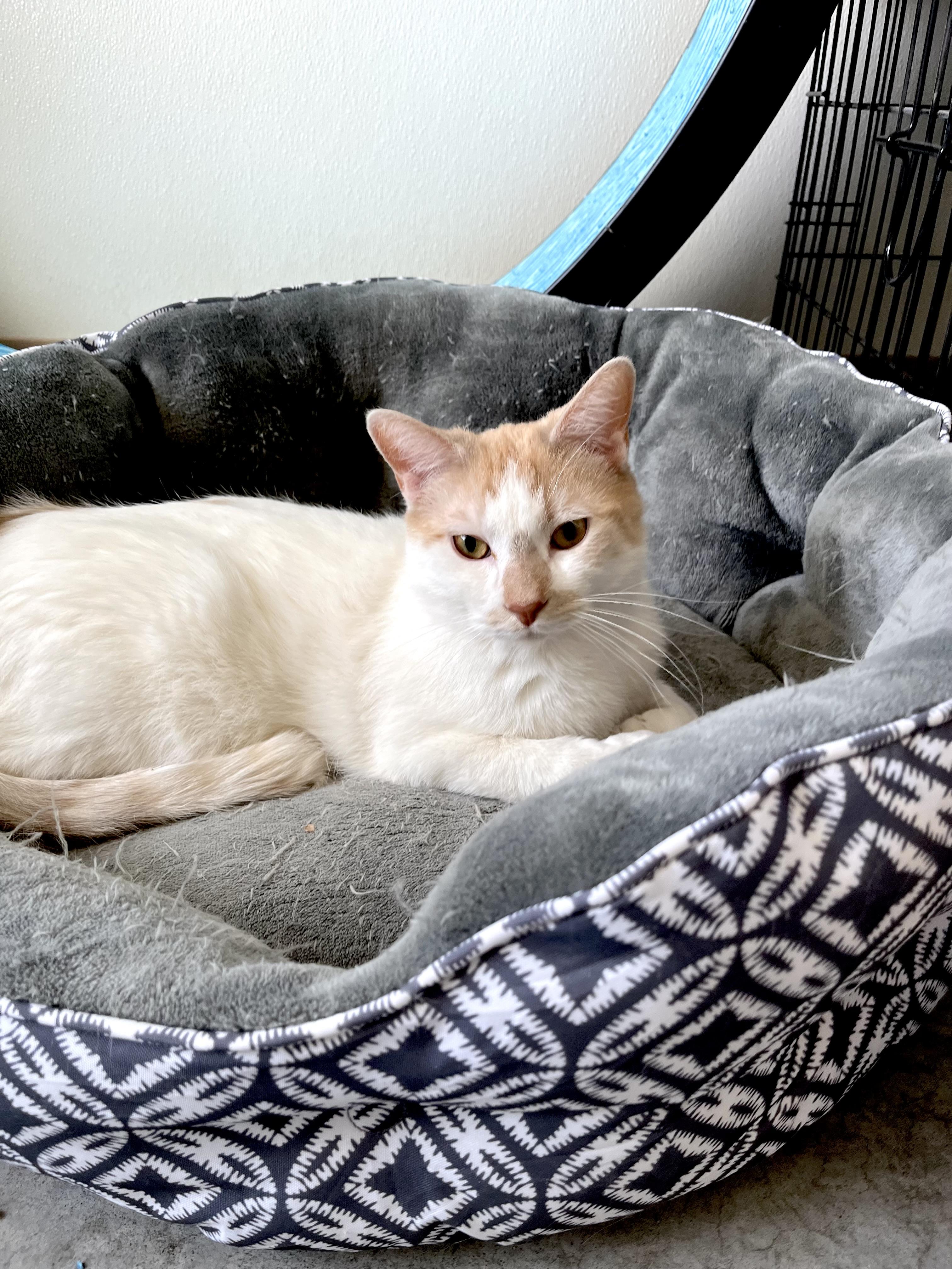 Enlarge Keenk, a Adoptable Domestic Short Hair in Geneseo, IL image 1/2