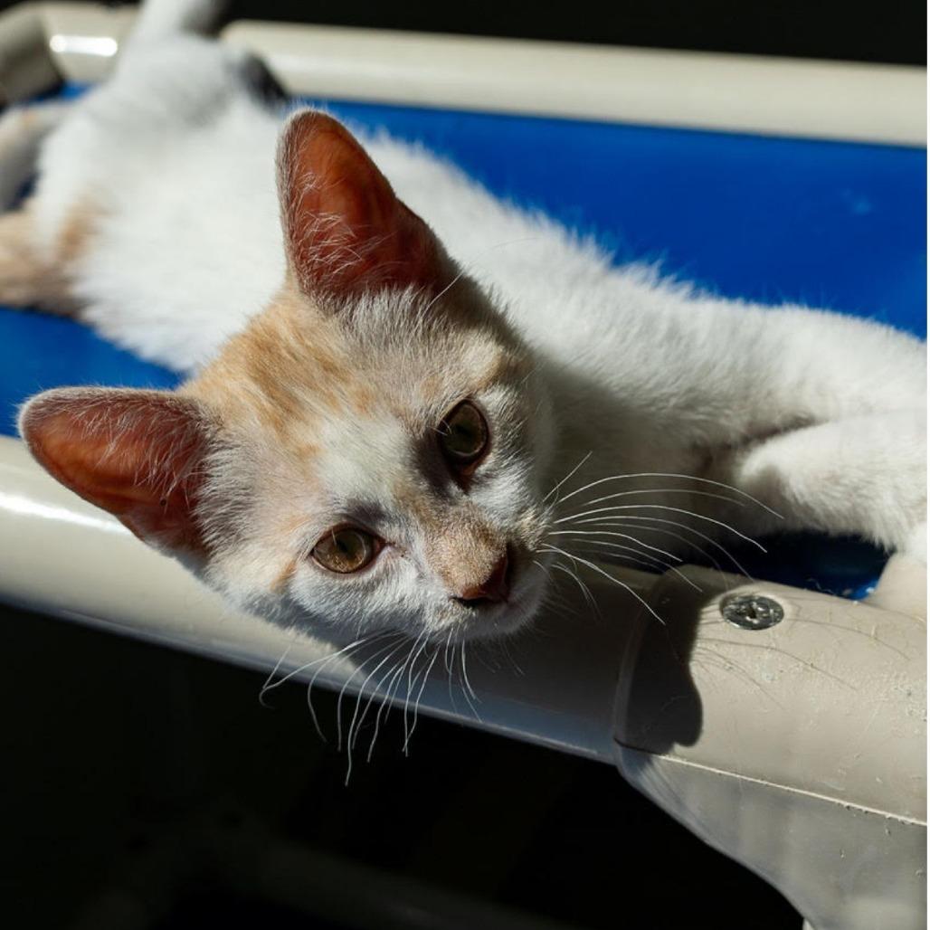 Keenk, Adoptable, Adult Male Domestic Short Hair.