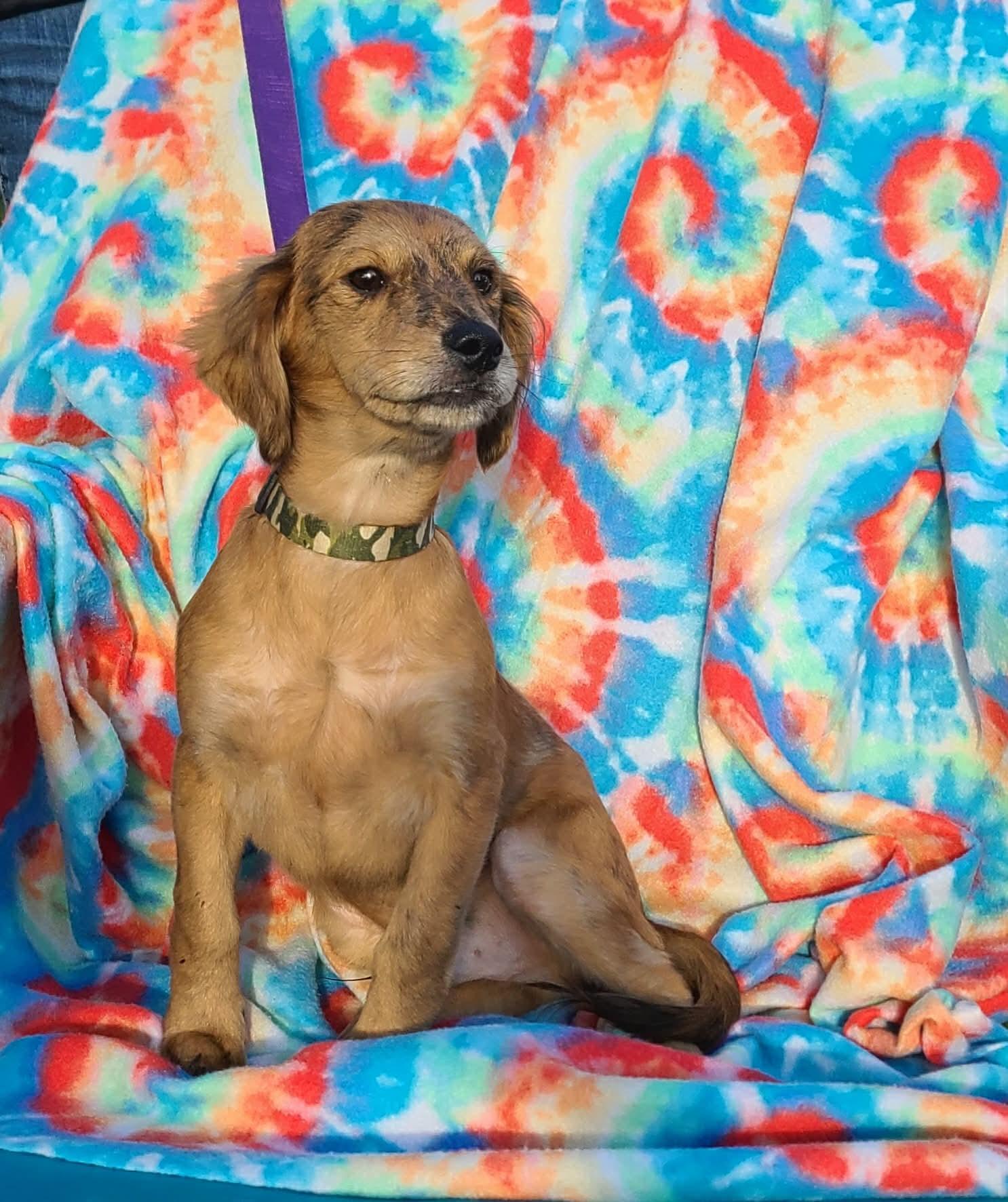 Chance, a Adopted Dachshund in Lowell, IN image 3/3