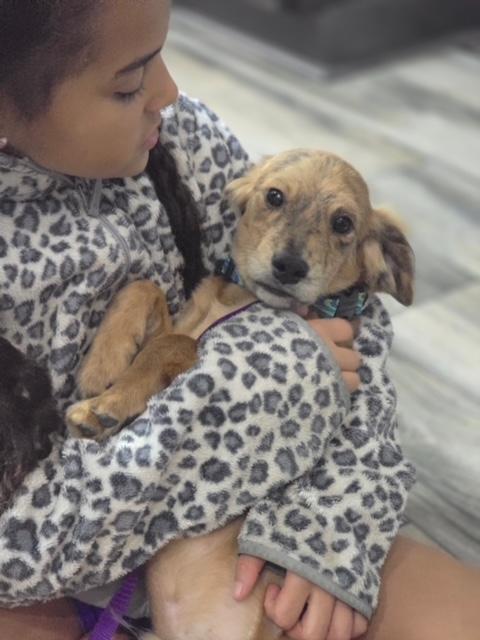 Chance, a Adopted Dachshund in Lowell, IN image 1/3