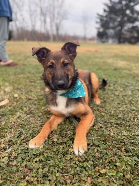 Lisa, adoptable, Young Female Shepherd.