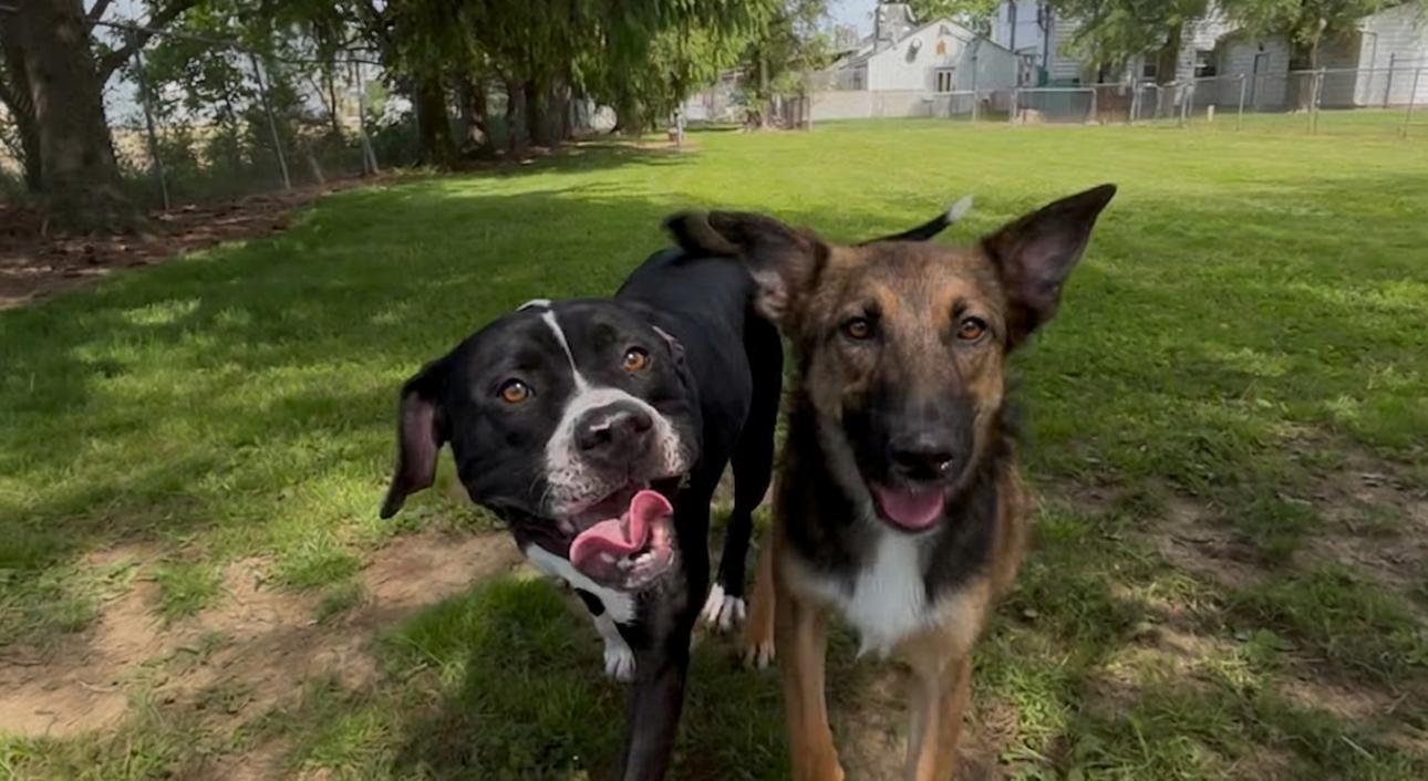 Lisa, an adoptable mixed breed in Upper Sandusky, OH image 2/3